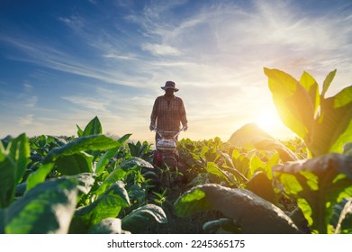Tobacco farm worker, man plowing the tobacco field with a tiller to prepare the soil for sowing, tiller - Shutterstock ID 2245365175