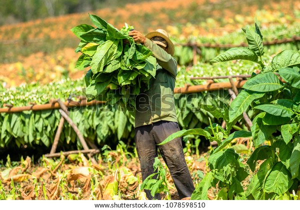 たばこの栽培者はタバコの葉を集める ビナレス バレーのキューバたばこ農園で働く男性 の写真素材 今すぐ編集
