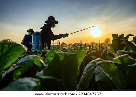 Tobacco farmers in Asia spray foliar homologues to develop crop products. Foto stock © 