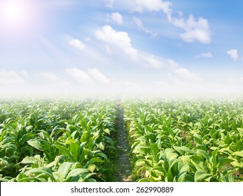 Tobacco Field.