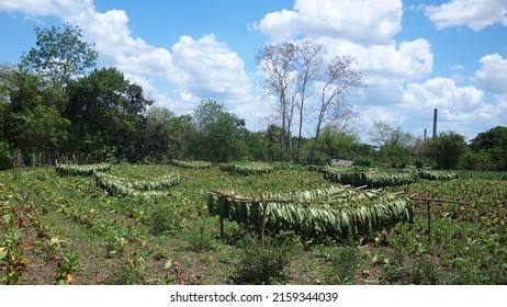 Tobacco Field With Tobacco Leaves Drying In The Sun, Cuba