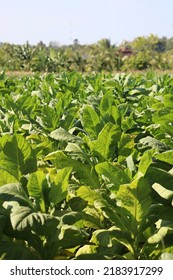 Tobacco Field In Lombok, Indonesia