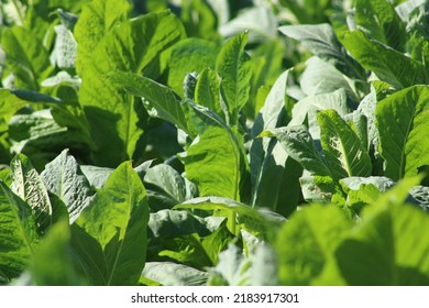 Tobacco Field In Lombok, Indonesia