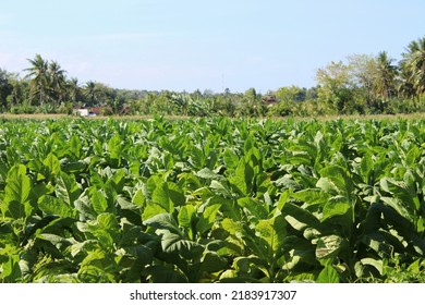 Tobacco Field In Lombok, Indonesia