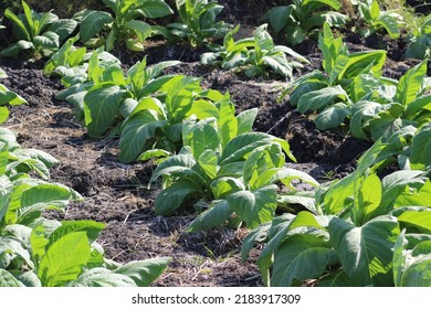 Tobacco Field In Lombok, Indonesia