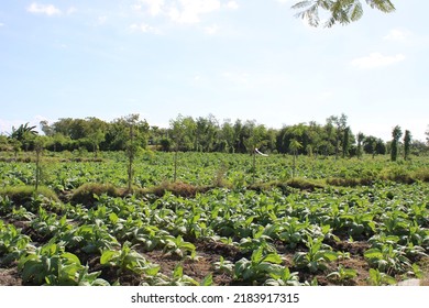 Tobacco Field In Lombok, Indonesia