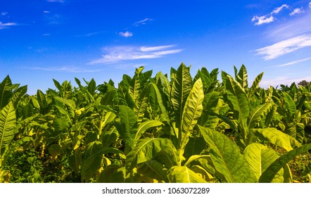 Tobacco Field. Plantation