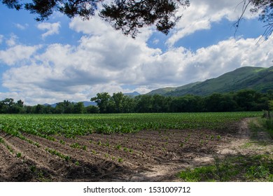 Tobacco Field From The Side At Daylight