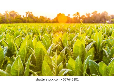 Tobacco Field In Sunset Background Select Focus.