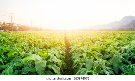 The Tobacco Field In The Sunset Time.