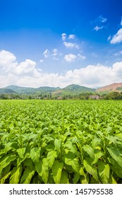 Tobacco Field Under Blue Sky