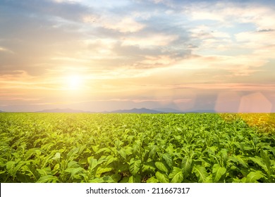 Tobacco Field Under Blue Sky