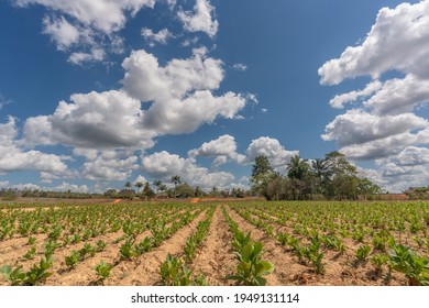 Tobacco Fields In Viñales, Cuba.