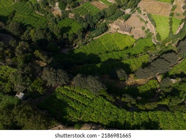 Tobacco Fields Drone Photo, Southeastern Anatolia Region Mardin, Turkey