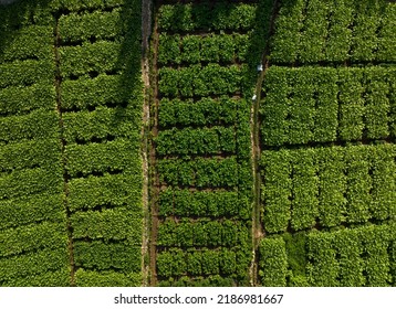 Tobacco Fields Drone Photo, Southeastern Anatolia Region Mardin, Turkey