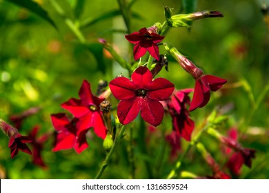 Tobacco Flower. Nicotiana Alata. Tobacco Plant.