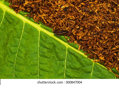 Tobacco  Green  Leaf And  Dry Smoking Tobacco. Tobacco Texture Background 