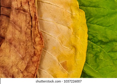 Tobacco green, yellow and dry  leaves. Tobacco leaves of different ripeness  background