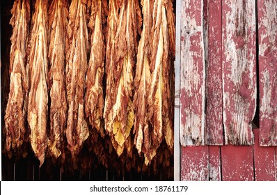 Tobacco Hanging From Barn Rafters To Dry.