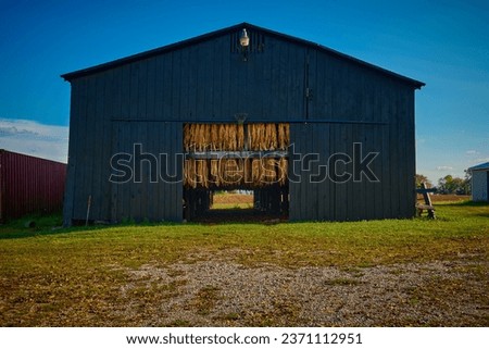Tobacco hanging in a black barn with blue sky.