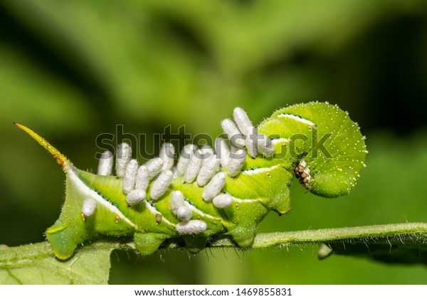 Tobacco\
Hornworm covered with Braconid Wasp\
eggs.