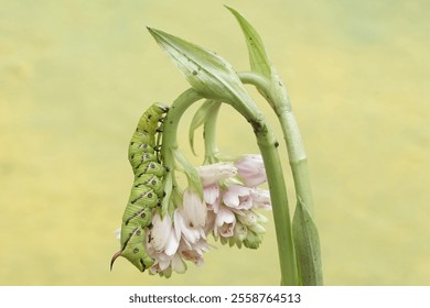 A tobacco hornworm is crawling on a wildflower. This bright green caterpillar has the scientific name Manduca secta. - Powered by Shutterstock