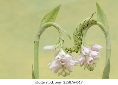 A tobacco hornworm is crawling on a wildflower. This bright green caterpillar has the scientific name Manduca secta. - Powered by Shutterstock