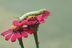 A Tobacco Hornworm Is Eating The Flowers Of A Wild Plant. This Bright Green Insect Has The Scientific Name Manduca Sexta.