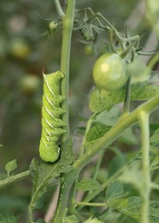 Tobacco Hornworm Eating The Leaves Of A Tomato Plant.
