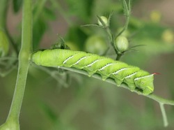 Tobacco Hornworm Eating The Leaves Of A Tomato Plant.