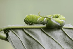 A Tobacco Hornworm Is Eating A Young Leaf. This Bright Green Insect Has The Scientific Name Manduca Sexta.