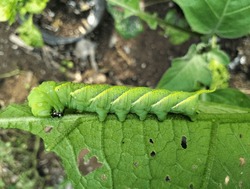 A Tobacco Hornworm Is Eating A Young Leaf. This Bright Green Insect Has The Scientific Name Manduca Sexta.