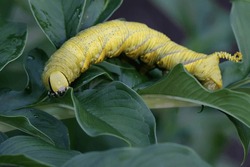 A Tobacco Hornworm Is Foraging In The Bushes. This Bright Green Caterpillar Has The Scientific Name Manduca Secta.
