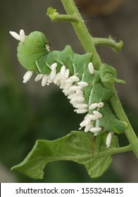 A tobacco hornworm (Manduca sexta) that has been host to the larvae of a parasitoid wasp.  The white bumps on the caterpillar are cocoons from many wasp larvae that grew inside the caterpillar.