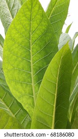 Tobacco Leaf