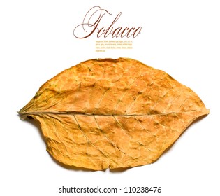  Tobacco Leaf Closeup On The White Background