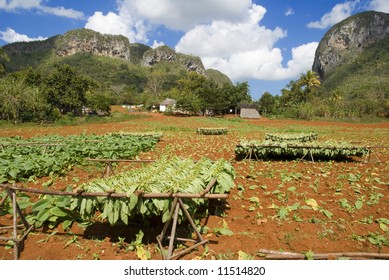 Tobacco Leaf Drying In Vinales Valley Cuba