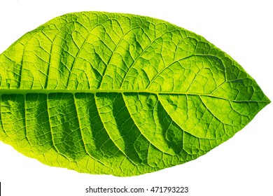 Tobacco leaf isolated on white background. Tobacco green leaf texture
