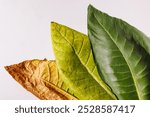 tobacco leaf macro photo on white background, tobacco production, tobacco growing, tobacco plant