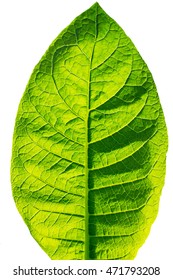 Tobacco Leaf On White Background