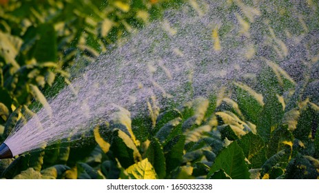 Tobacco Leaf Plant In Field, Water The Tobacco Planting Garden Agriculture Farm, Green Leaves On Stem Plantation In Farmland, Cigarette Product From Tobacco To Smoke Is Unhealthy For People, Gardening