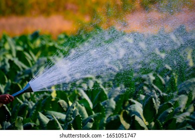 Tobacco Leaf Plant In Field, Water The Tobacco Planting Garden Agriculture Farm, Green Leaves On Stem Plantation In Farmland, Cigarette Product From Tobacco To Smoke Is Unhealthy For People, Gardening