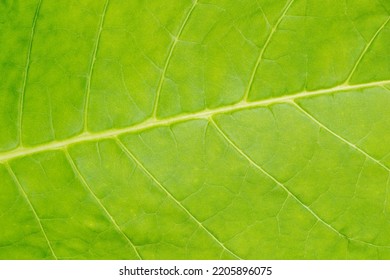 Tobacco Leaf Texture. Leaf Veins Closeup Macro Shot