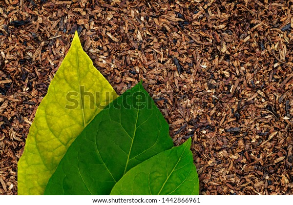 Tobacco leaves background, close up. Three Tobacco\
green leaf on Tobacco dry background. High quality tobacco big\
leaf, macro close up.