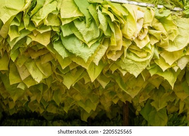 Tobacco Leaves In Curing Box Barn. Mature Tobacco Leaves Harvested By Hand