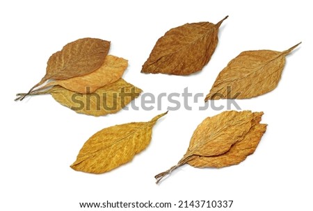 tobacco leaves of different types
