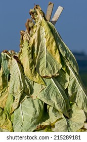 Tobacco leaves drying in an Amish farmers field in Lancaster County Pennsylvania.  Dried tobacco leaves are mainly smoked in cigarettes and or cigars.