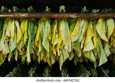 Tobacco Leaves Drying In Factory 