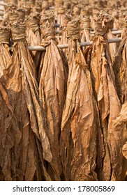 Tobacco Leaves Drying In The Shed.