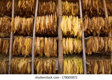 Tobacco Leaves Drying In The Shed.